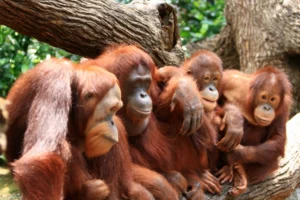 Beestachtig leuke tijd: top dierentuinen en wildparken