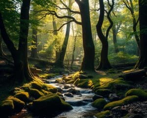 De mooiste manieren om meer rust en geluk te ervaren